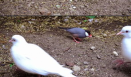 小鸟视频,小鸟视频中的生态瞬间