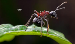 蚂蚁视频,探索短视频新潮流，引领内容创作新风向